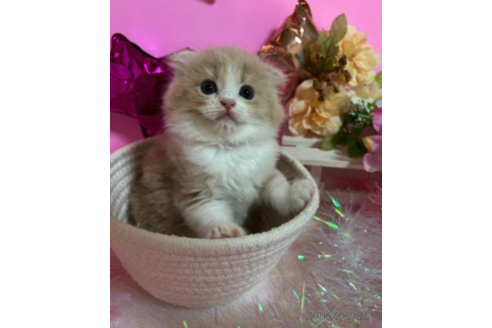 成約済の大阪府のスコティッシュフォールド(折れ耳)-68360の5枚目